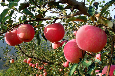 【西安三鎮(zhèn)】安吳堡、袁家村、茯茶鎮(zhèn)二日游
