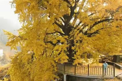 【十堰】古樹村、打卡網(wǎng)紅路賞秋1日游